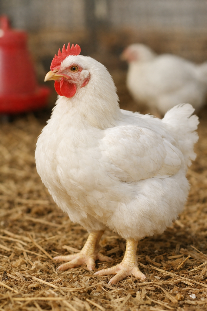 Broiler Chicken (Murgi)