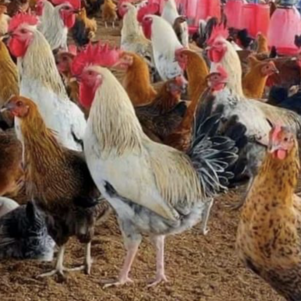 Sonali Murgi Chicken