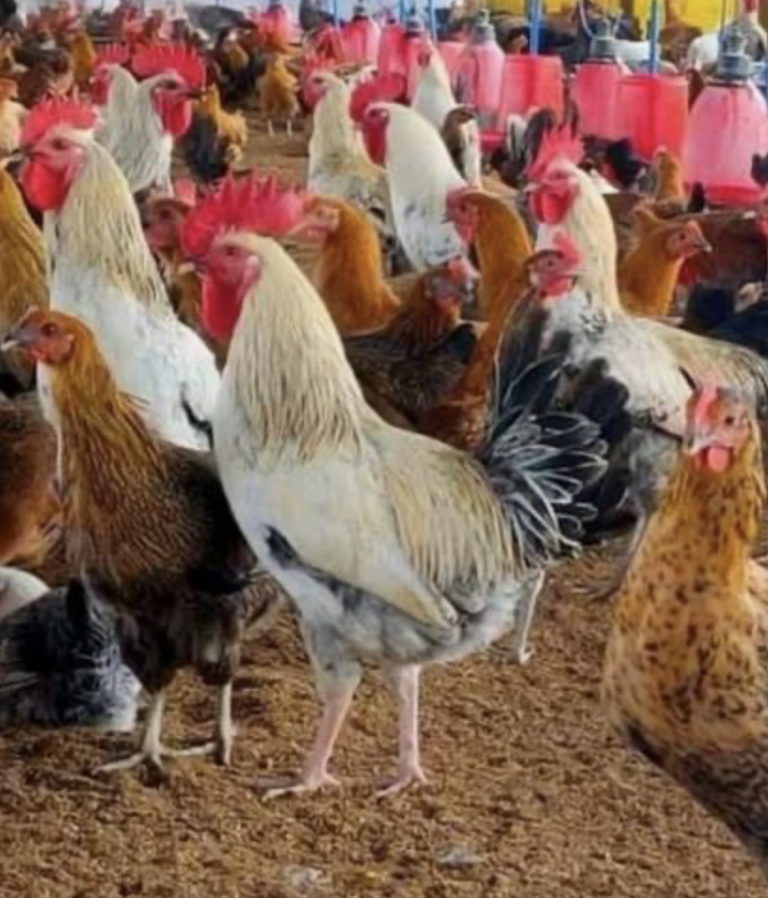 Sonali Murgi Chicken