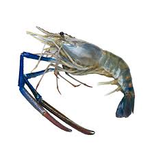 Galda Chingri fish culti medium