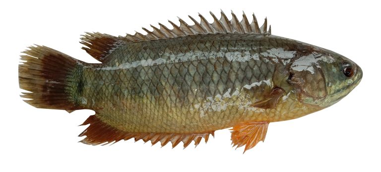 Koi Fish 15--20 Pcs 1kg