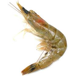 Horina Shrimp Fish Culti Per Kg
