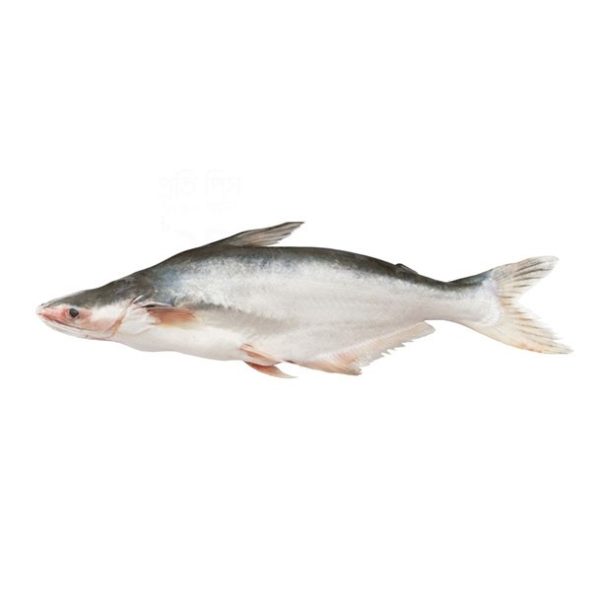 Pangas Fish local culti Per Kg 1.5kg-1.99kg