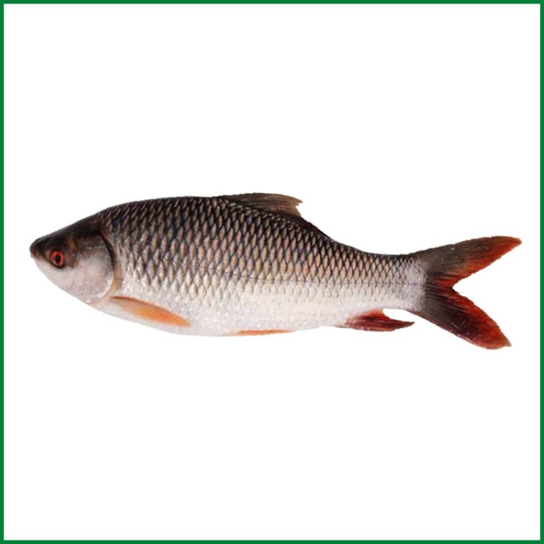 Rui Fish Raj. 1.5kg-1.99kg plus