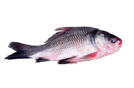 Katla Fresh Local Cultured (5-6.999 kg)