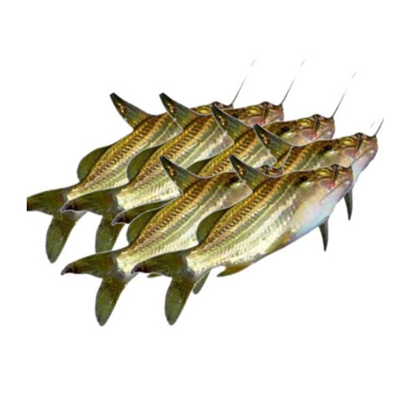 Gulsha Tengra fish 1kg