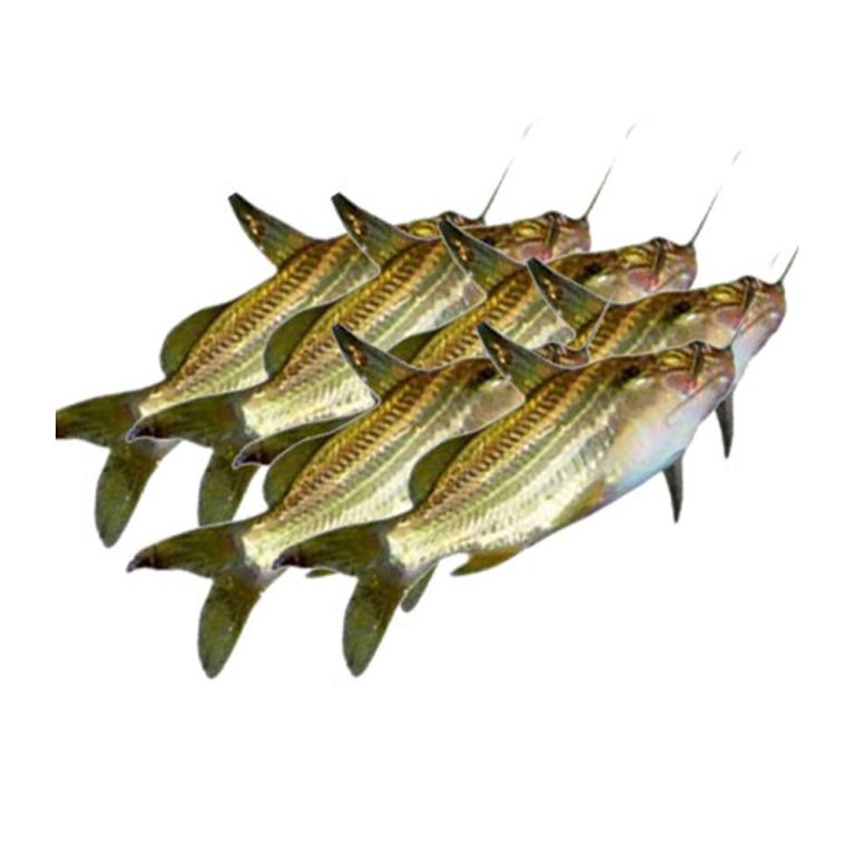 Gulsha Tengra fish 1kg