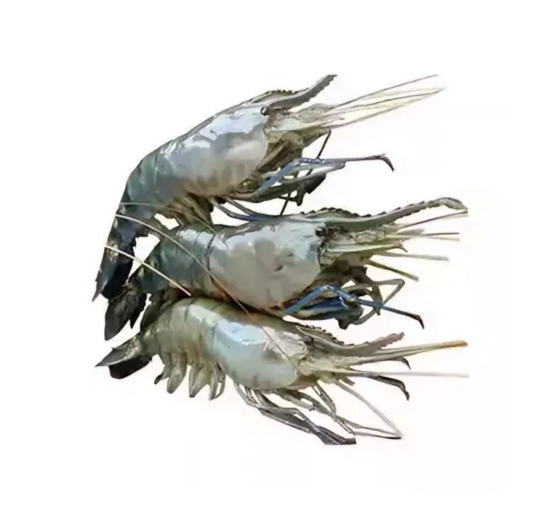 Horina Shrimp Fish Culti Per kg