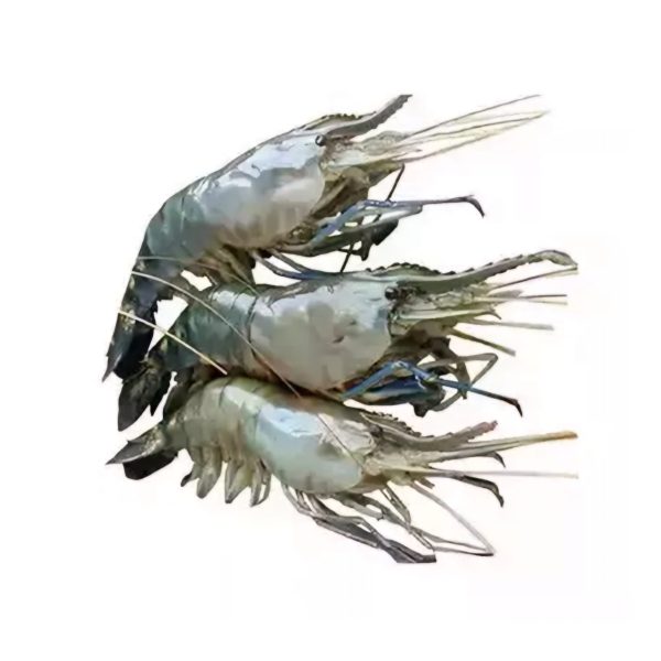 Horina Shrimp Fish Culti Per kg