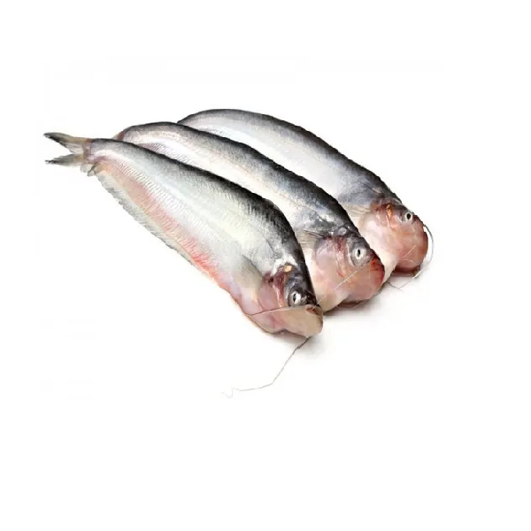 Pabda Fish 12-16pcs per kg
