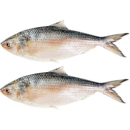 Hilsha fish (ilish) 300-400g Per kg