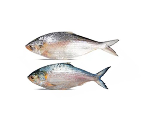 Hilsha Fish (Ilish) 500-5.99g Per Kg