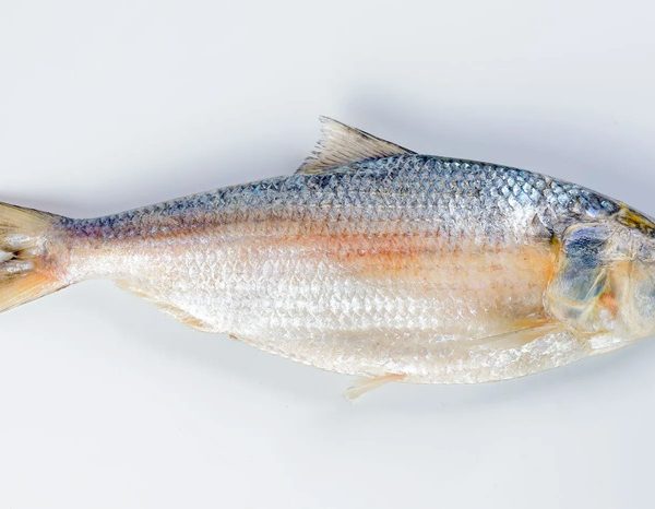 Hilsha fish (ilish) 600-700gm size per pices