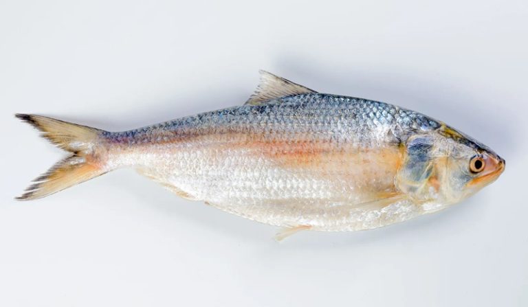 Hilsha fish (ilish) 600-700gm size per pices