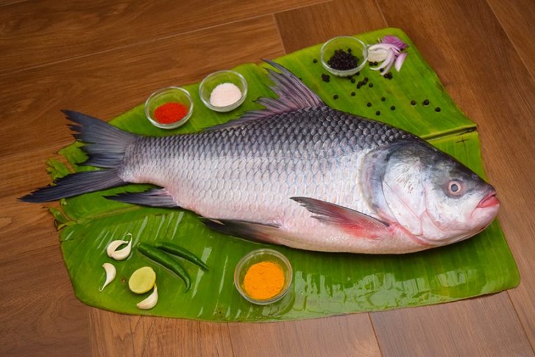 Katla fish culti 2kg-2.99kg