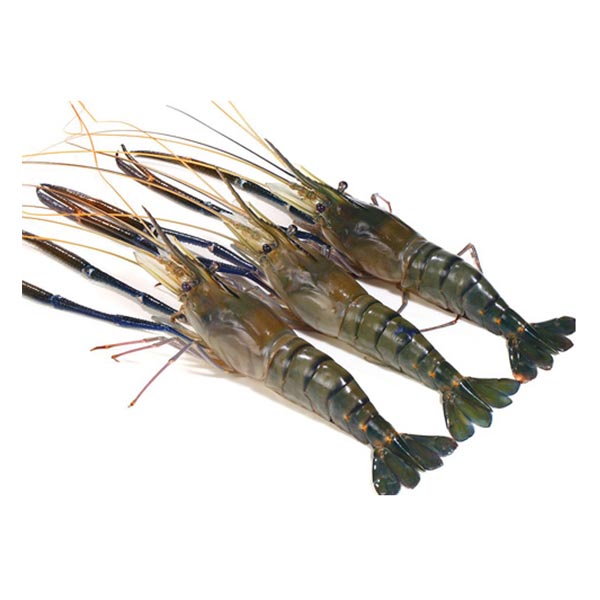 River Galda Chingri Fish Per Kg