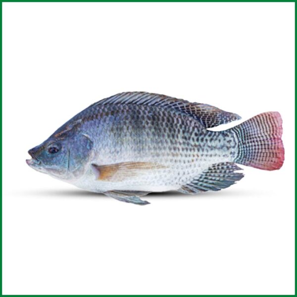 Tilapiya Fresh Local Cultured 1Kg