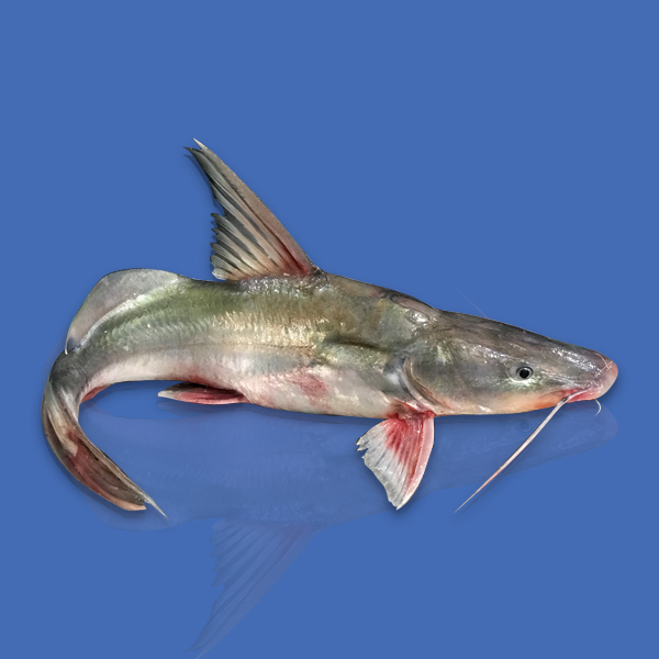 Ayer Fish 1.5kg-1.99kg plus