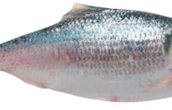 Hilsha fish (ilish) 1kg to 1.5kg size per Kg