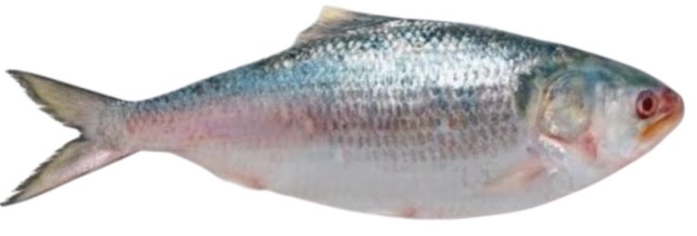 Hilsha fish (ilish) 1kg to 1.5kg size per Kg