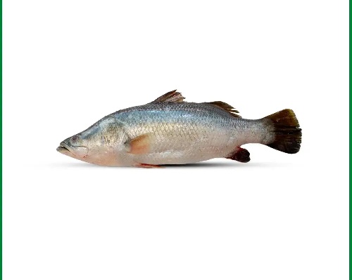 Koral fish local 1.5 kg+
