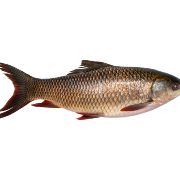 Fish Rui 4----5K Per Kg