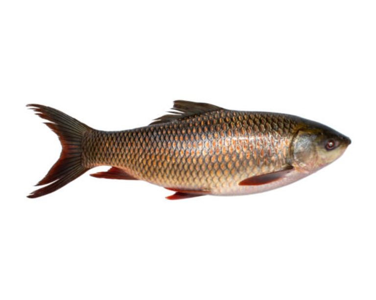 Fish Rui 4----5K Per Kg