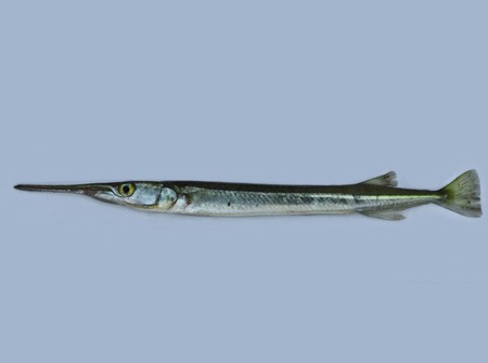 Fish Kakila Per Kg