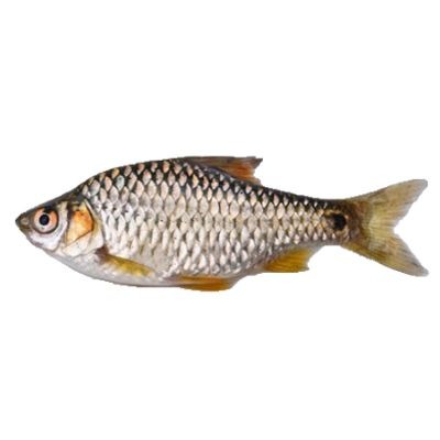 Fish Deshi Puti Per Kg