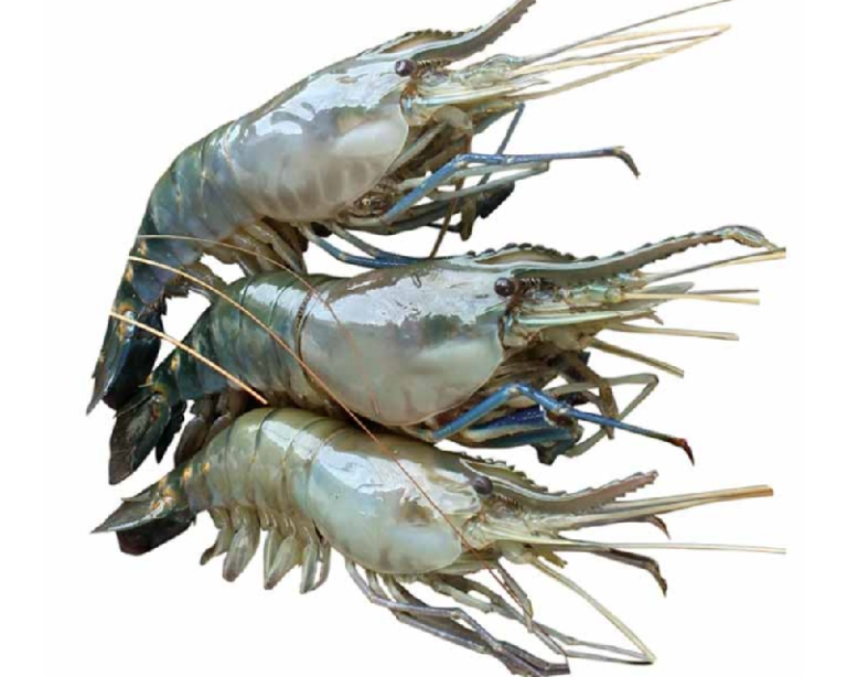 Galda Shrimp fish Big Size