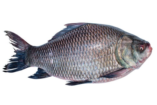 Fish Katla 6kg+ Per Kg