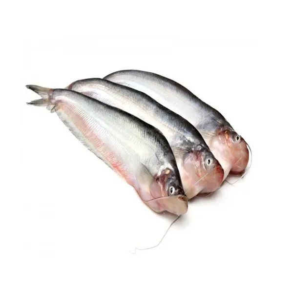 Fish Pabda Big Per Kg