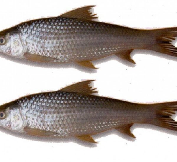 Fish Bata Small Per Kg