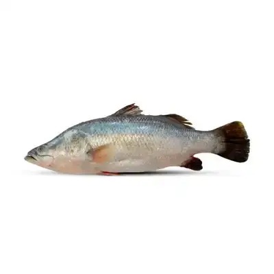 Fish Koral Local 1kg -1.499kg Per Kg