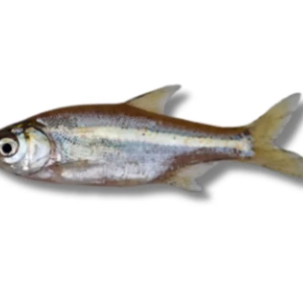 Fish mola local Per Kg