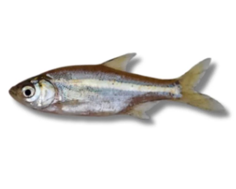 Fish mola local Per Kg