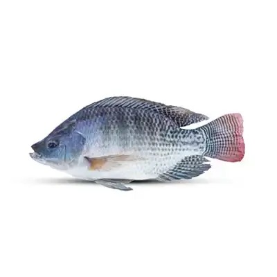 Fish Telepiya Culti. 2-3 Pcs /kg