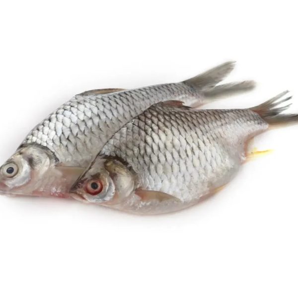 Fish Shorputi 4-6 per kg