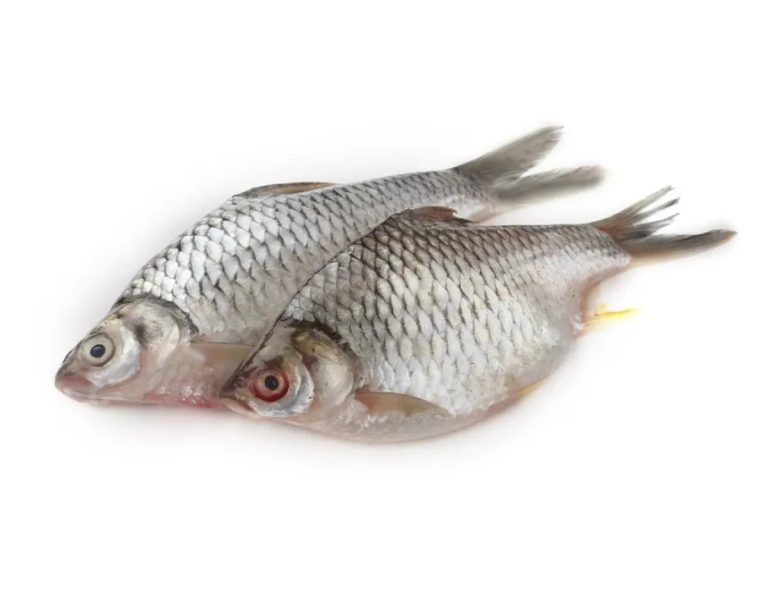 Fish Shorputi 4-6 per kg